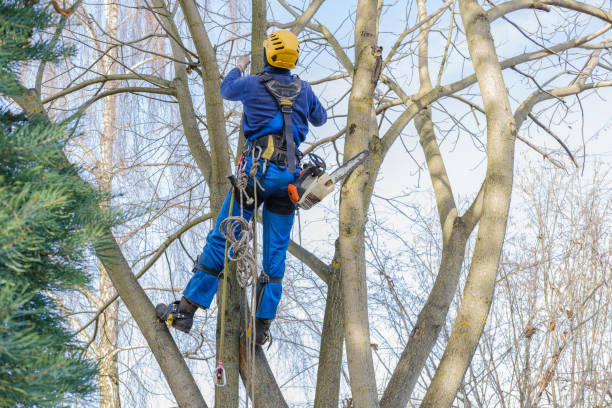 How Our Tree Care Process Works  in  Colonia, NJ